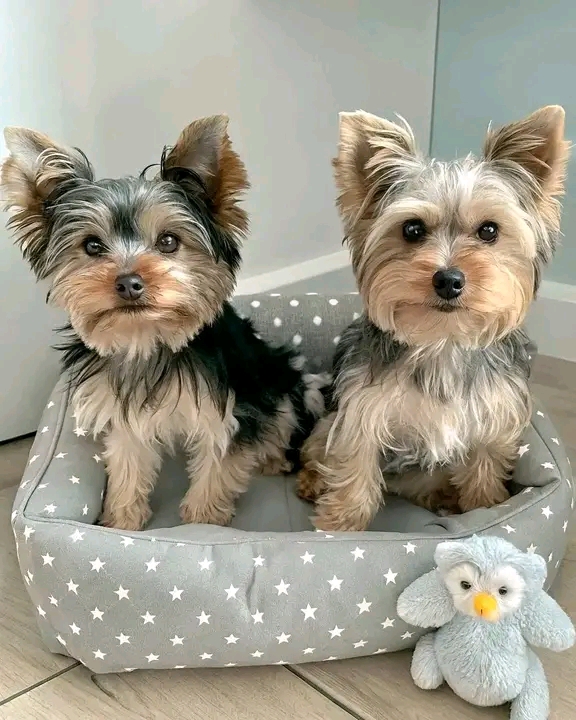 recycled love dog rescue pet (1)