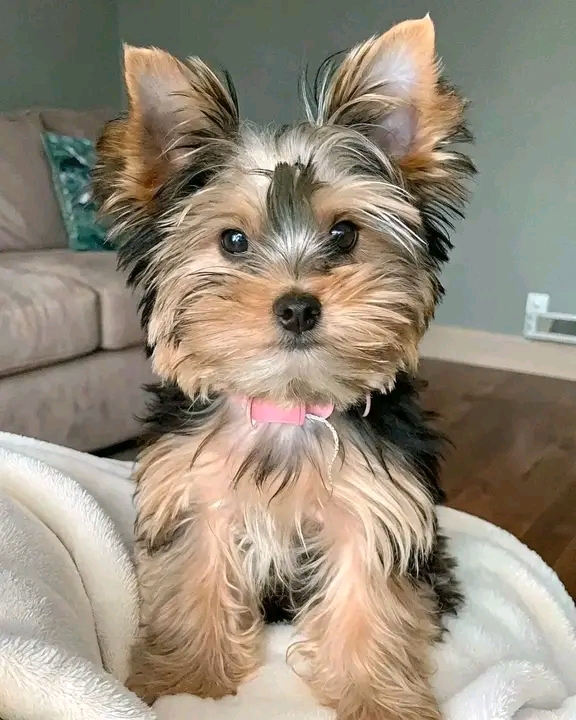 recycled love dog rescue pet (13)