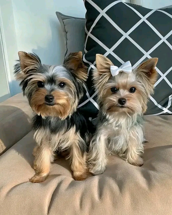 recycled love dog rescue pet (15)