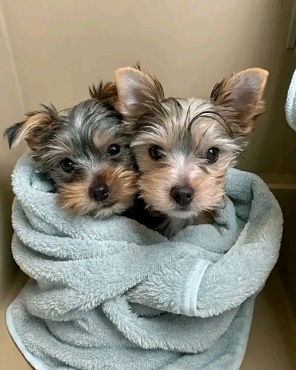 recycled love dog rescue pet (3)