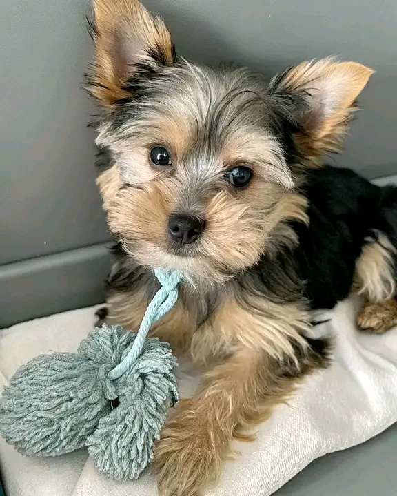 recycled love dog rescue pet (6)